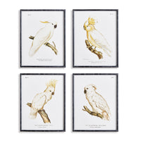 Parrot Study in White