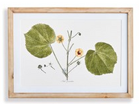 Flora and Fauna Gallery Prints