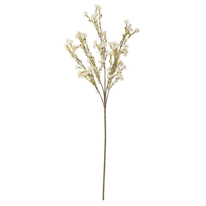 White Chamelaucium Spray - 35"