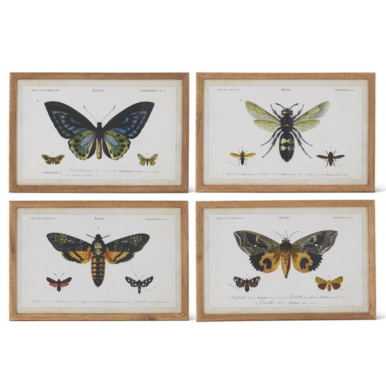 Insect Prints with Brown Wood Frame