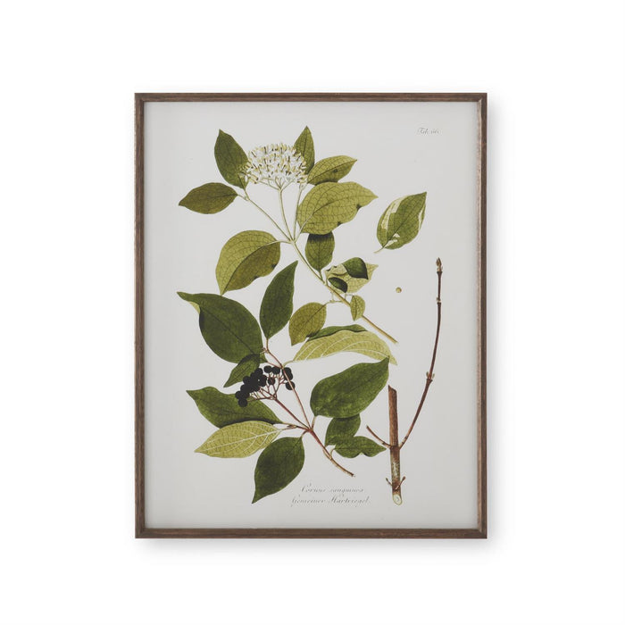 Dark Wood Framed White & Green Botanical Prints - 27.5"