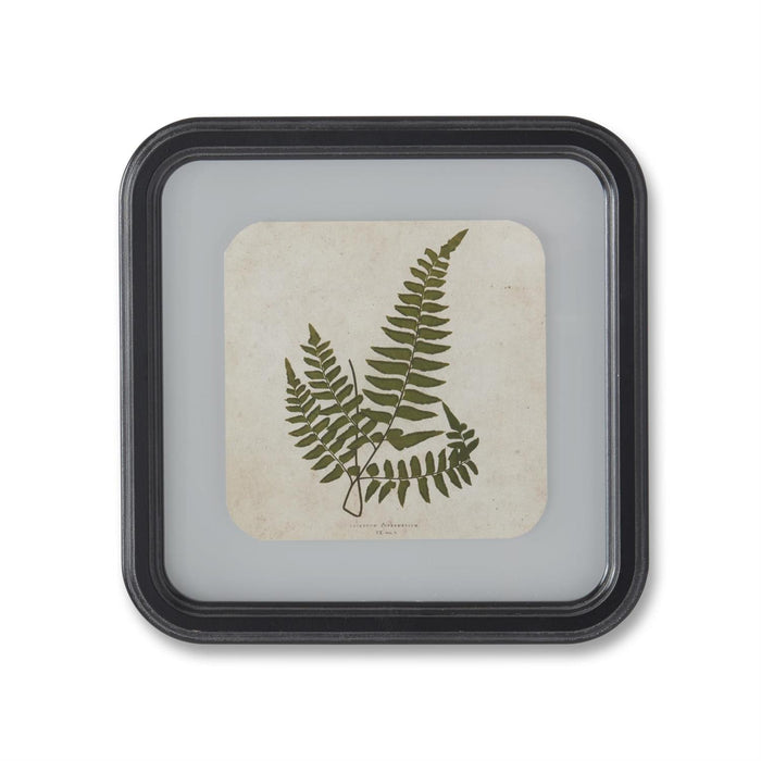 Black Wood Rounded Framed Fern Prints