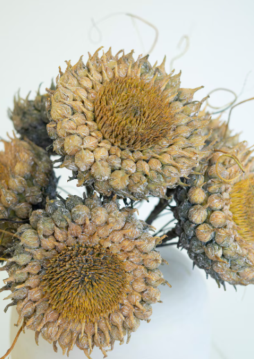 Botanica #2771