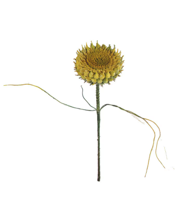 Botanica #2771