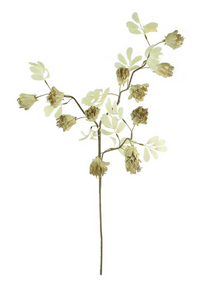 Botanica #3510