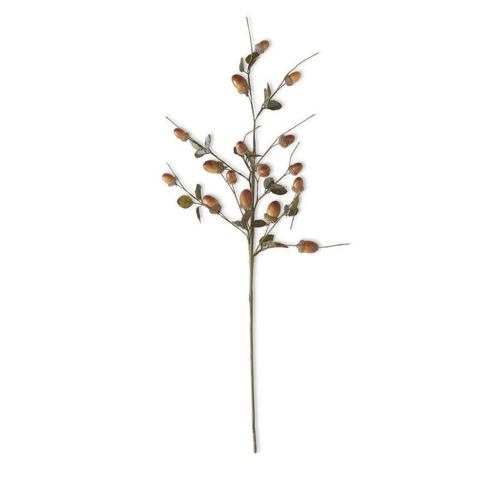 Brown Acorn Stem
