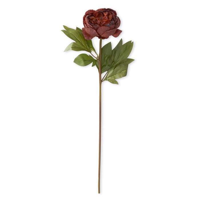 Rust Peony Stem - 24"