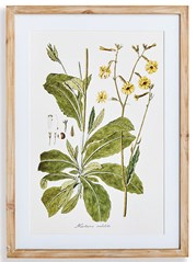 Flora and Fauna Gallery Prints