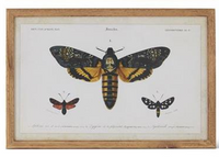 Insect Prints with Brown Wood Frame