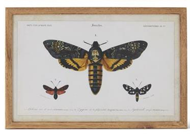 Insect Prints with Brown Wood Frame