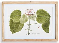 Flora and Fauna Gallery Prints