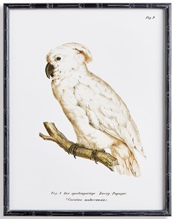 Parrot Study in White