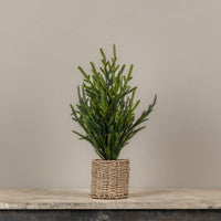 Austrian Pine Tree in Basket - 19"