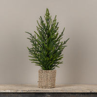 Austrian Pine Tree in Basket - 25"