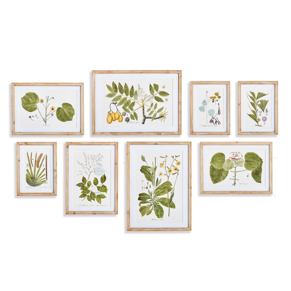 Flora and Fauna Gallery Prints