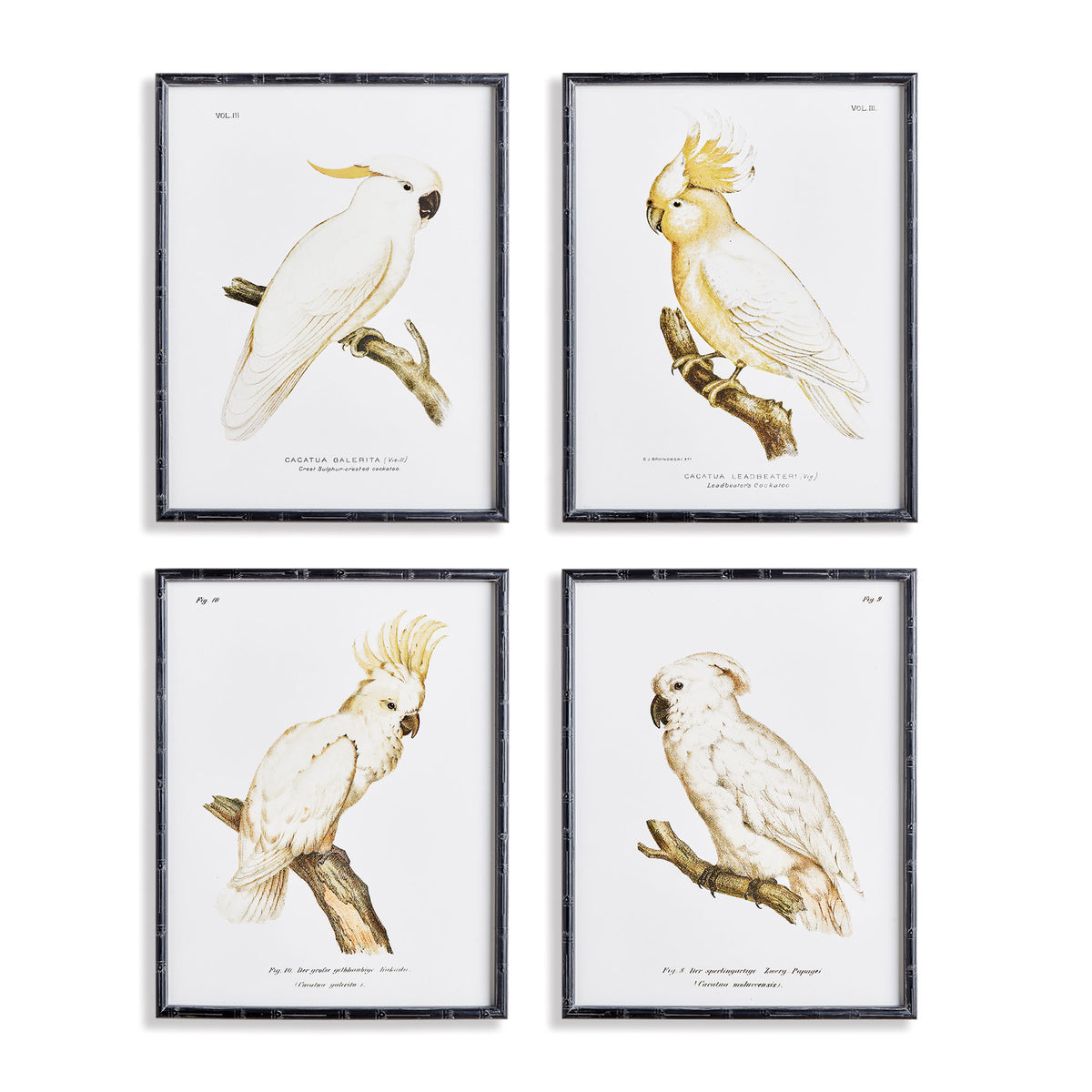 Parrot Study in White