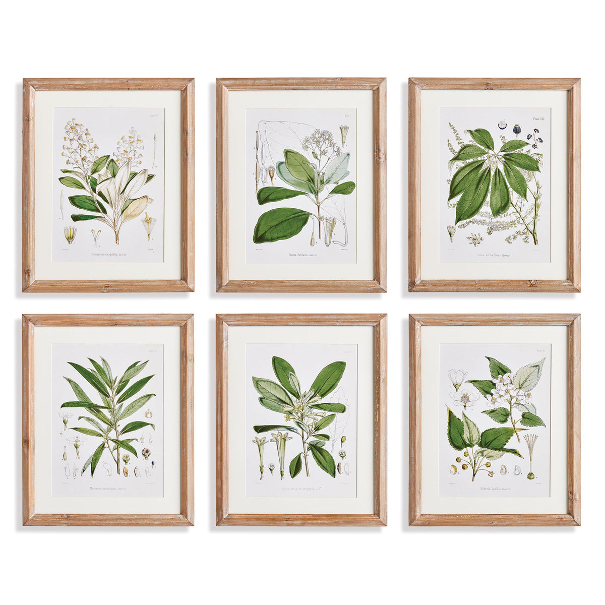 Classic Flower and Leaf Study Wall Art