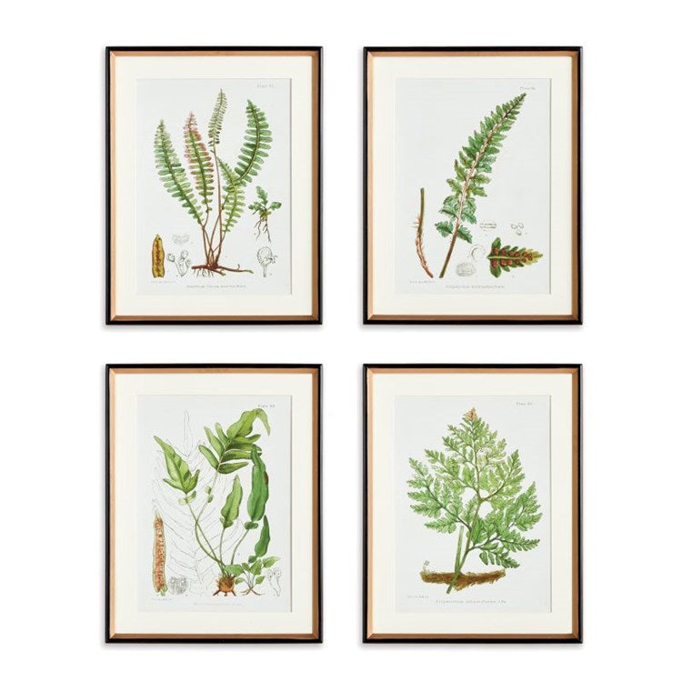 Structural Fern Study