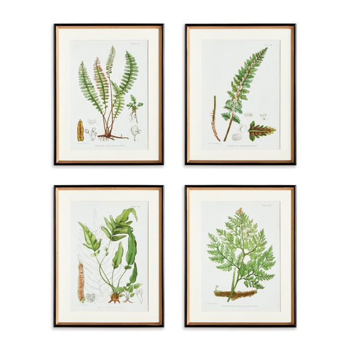 Structural Fern Study