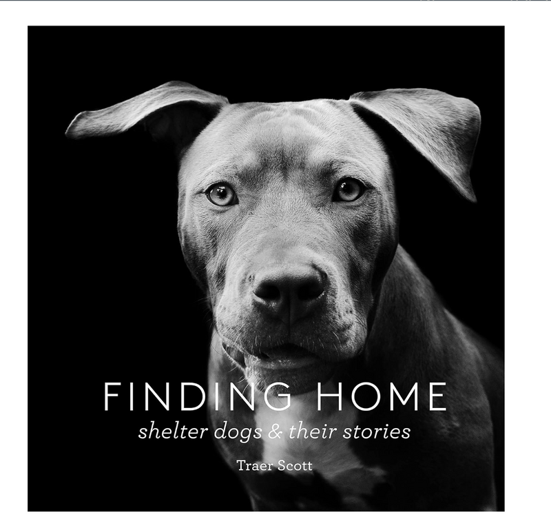 Finding Home: Shelter Dogs