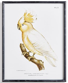 Parrot Study in White