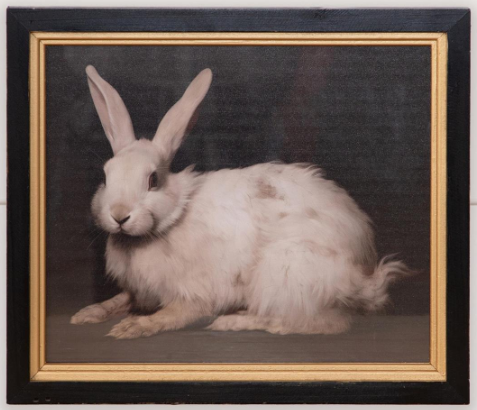 Handsome Rabbit Framed Print