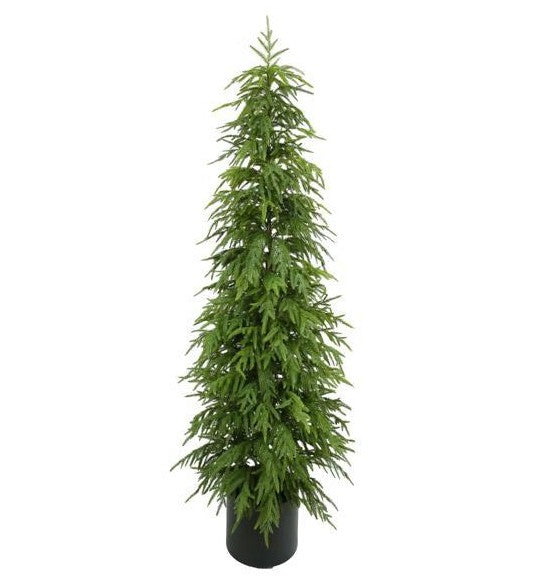 Norfolk Pine - Outside Trees by Door