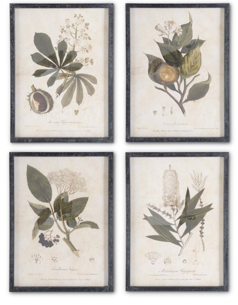 Dark Fir Wood Framed Botanical Prints