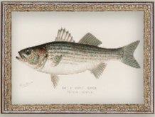 Striped Bass Framed Antique Art - 10 x 8