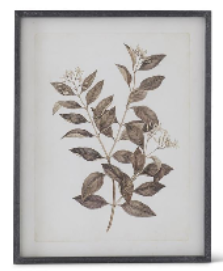 Black Wood Framed Botanical Print