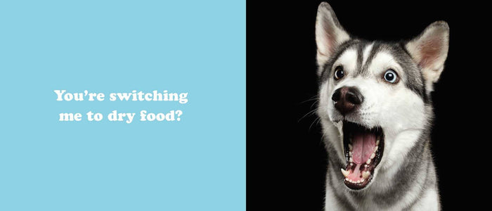 Secret Thoughts of Dogs