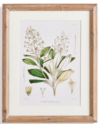 Classic Flower and Leaf Study Wall Art