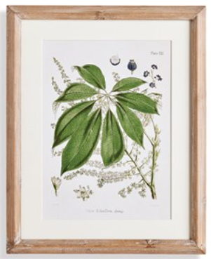 Classic Flower and Leaf Study Wall Art