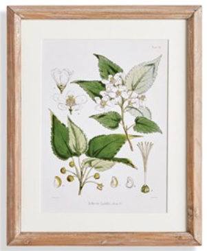 Classic Flower and Leaf Study Wall Art