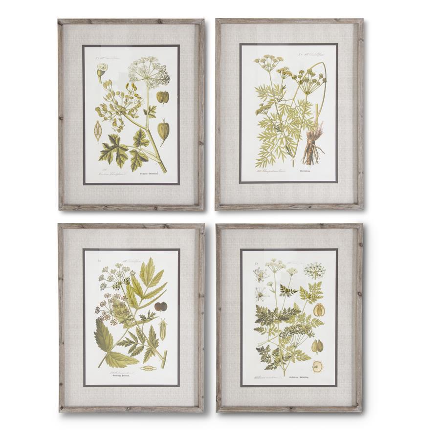 Fir Wood Framed Botanical Prints