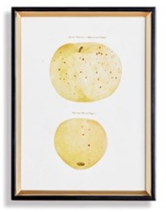 Assorted Fruits Study