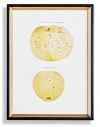 Assorted Fruits Study