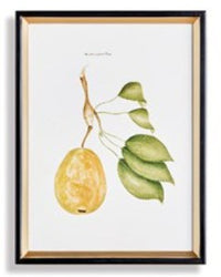 Assorted Fruits Study