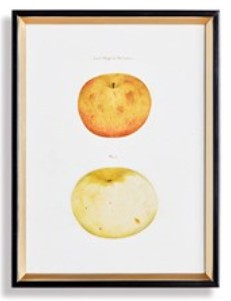 Assorted Fruits Study