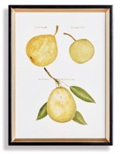 Assorted Fruits Study