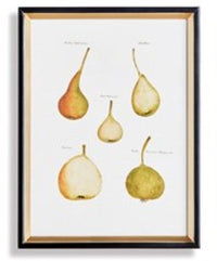 Assorted Fruits Study