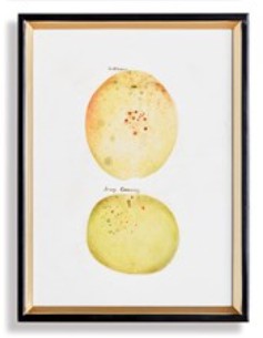 Assorted Fruits Study