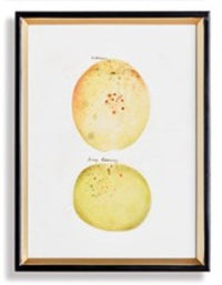 Assorted Fruits Study