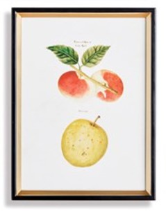 Assorted Fruits Study