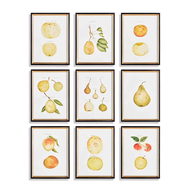 Assorted Fruits Study