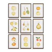 Assorted Fruits Study