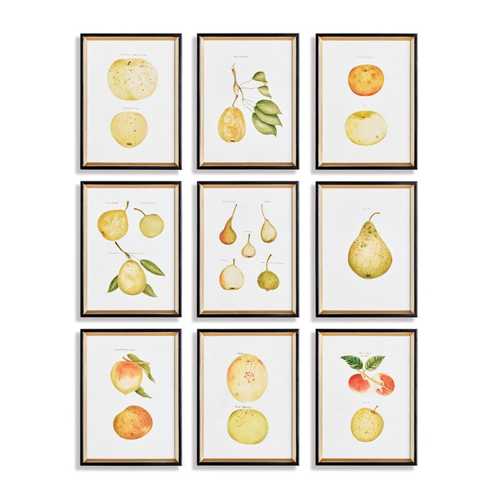 Assorted Fruits Study