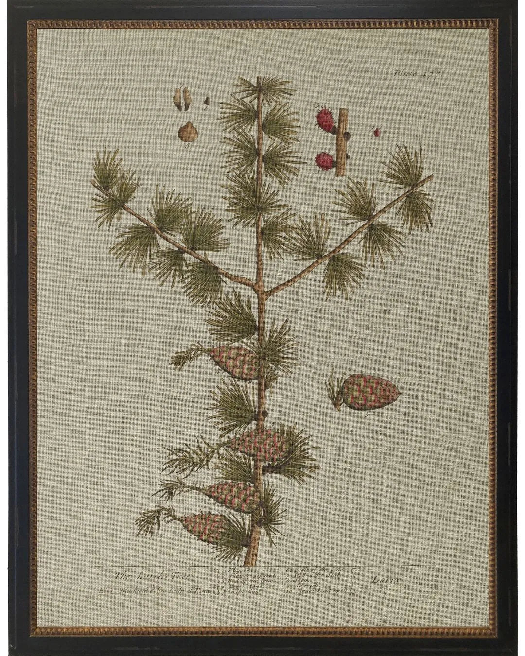 Larch Tree Bookplate - 12x16
