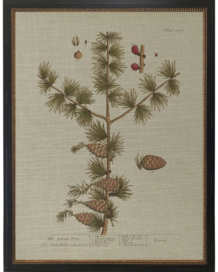 Larch Tree Bookplate - 12x16