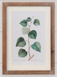 Botanical Green Leaves Framed Prints